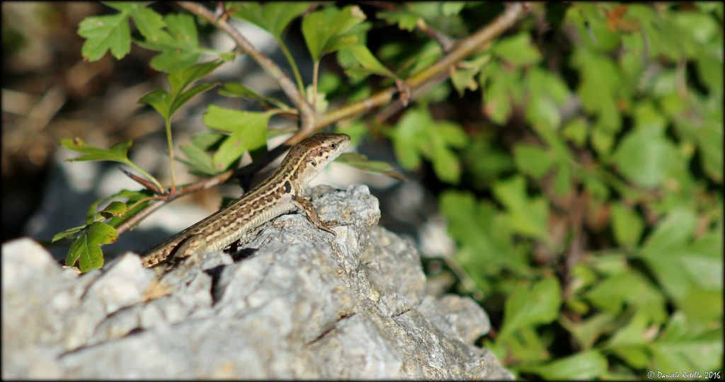 Qualche giovane di Podarcis siculus campestris!!!